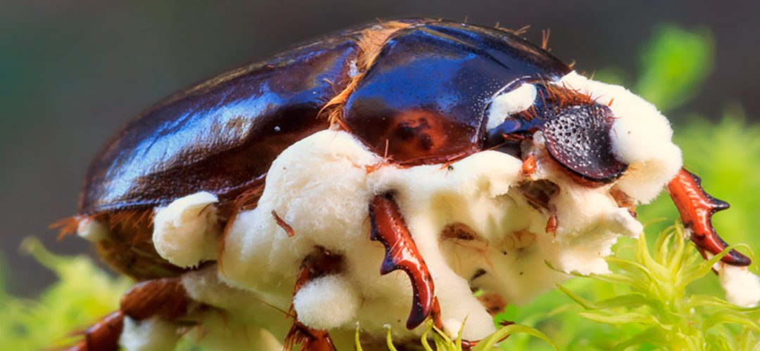 Feria Tecnológica de Control Biológico