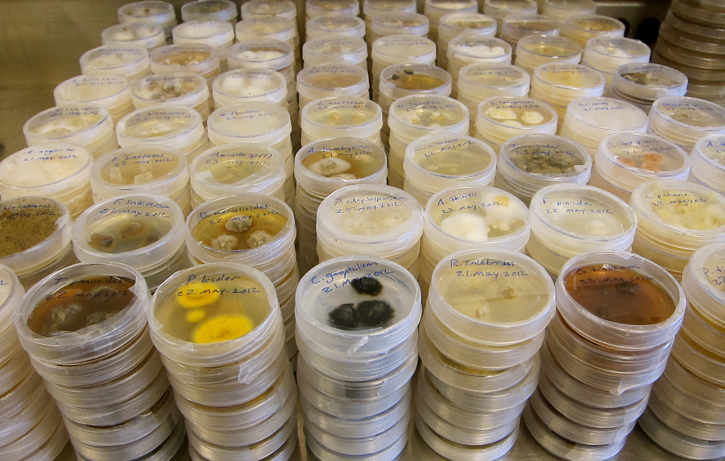 Workshop FELACC 2021