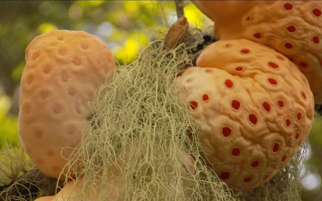 II Encuentro Chileno de Micología