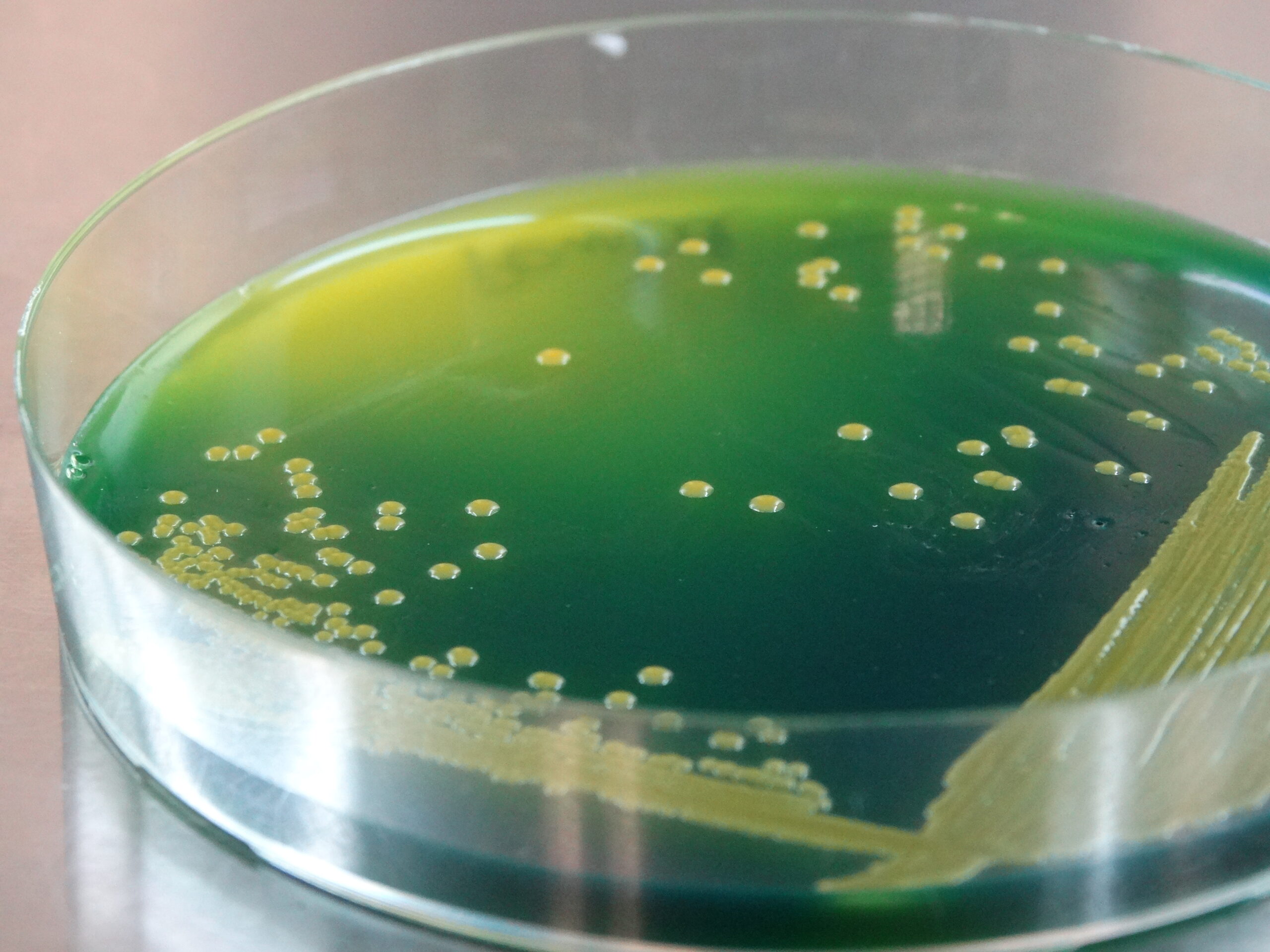 Curso internacional – Introducción a los bioinsumos agrícolas V2